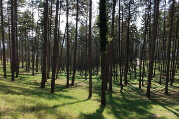 Trees in Bojnice park 3