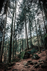 A German forest during autumn