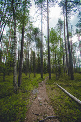 Obraz premium hiking footpath in beautiful wilderness in Finland