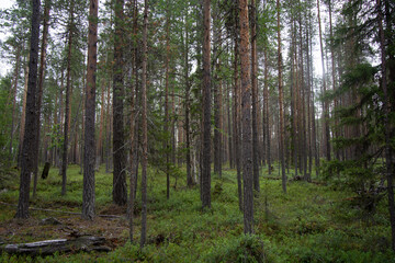 hiking footpath in beautiful wilderness in Finland
