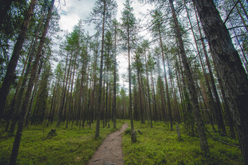 hiking footpath in beautiful wilderness in Finland