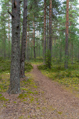 Footpath in damp pine forest