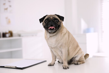 Cute pug dog on white table in clinic. Vaccination day