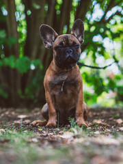 french dogge