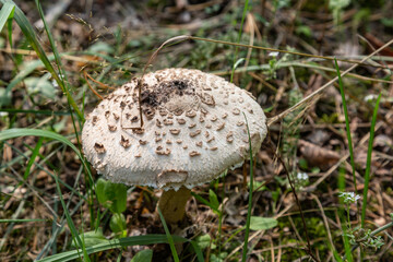 Parasol mushroom Macrolepiota procera close-up grows in the grass in the forest. Horizontal orientation. High quality photo