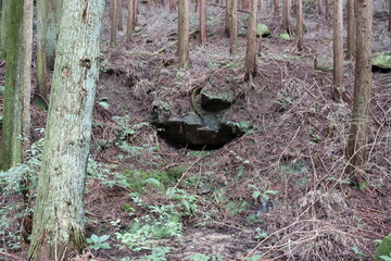 Obraz premium 日本の山道の自然達