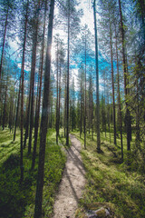 Fototapeta premium hiking footpath in beautiful wilderness in Finland