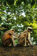 a monkey looks for fleas from another monkey