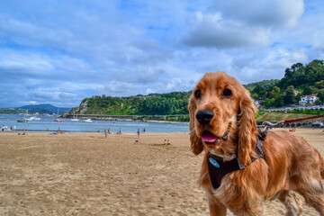 Lolo el cocker en la playa