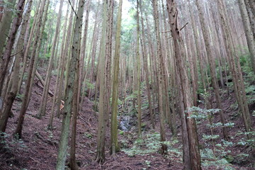 日本の山道の自然達