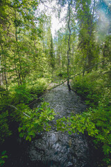 hiking footpath in beautiful wilderness in Finland