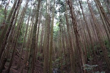 日本の山道の自然達
