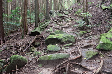 日本の山道の自然達