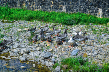 Ocas en el cauce del rio