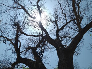 tree in winter