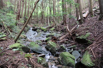 日本の山道の自然達