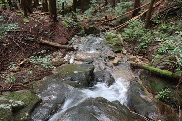 日本の山道の自然達