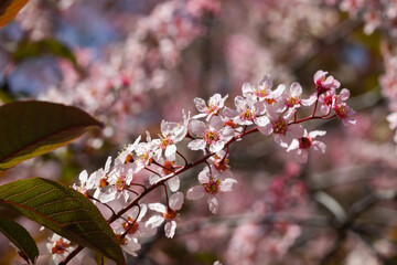 Flowers of bird cherry in park at spring.
