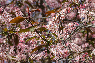 Flowers of bird cherry in park at spring.