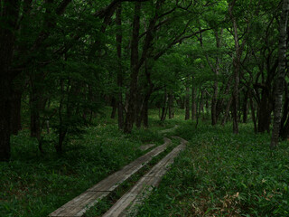 日光戦場ヶ原と小田代ヶ原のハイキングコース