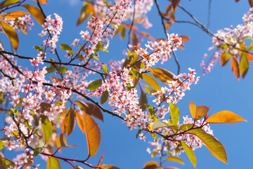 Flowers of bird cherry in park at spring.