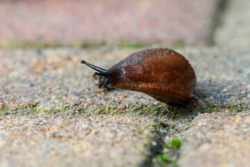 the slug, Arionidae.