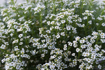 flowers of green grass
