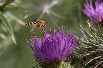 Yellow and black striped female hoverfly or Flower Fly,  Syrphus ribesii, on a purple thistle flower, close up, side view, green blurred background