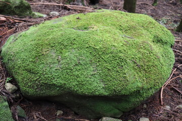 日本の山に生息する植物と景色
