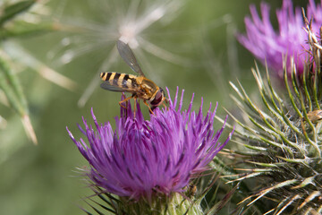 Yellow and black striped female hoverfly, Syrphus ribesii, on a purple thistle flower, close up, above view, green diffused background
