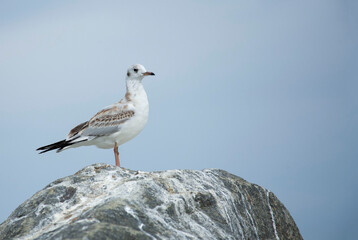 A Seagull stands on a rock and looks away. Wildlife. Seabird.