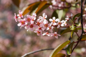 Fototapeta na wymiar Flowers of bird cherry in park at spring.