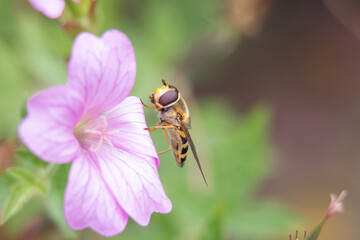Yellow and black striped female hoverfly, Syrphus ribesii, on a pink cranesbill geranium flower, close up, side view, green diffused background