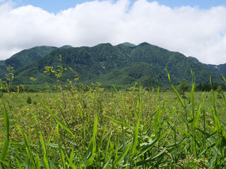 Fototapeta premium 日光戦場ヶ原と小田代ヶ原のハイキングコース