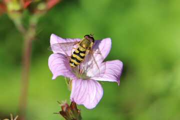 Yellow and black striped male hoverfly or flower fly, Syrphus ribesii, on a pink cranesbill geranium flower, close up, top view, green diffused background