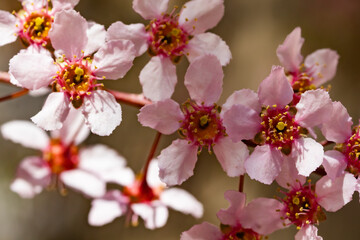 Flowers of bird cherry in park at spring.