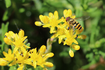 Black and yellow striped male hoverfly or flower fly, Syrphus sp., on a yellow ragwort flower, Senecio jacobaea, close up, above view, green background