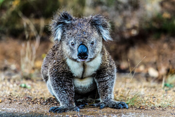 Koala road side in the rain