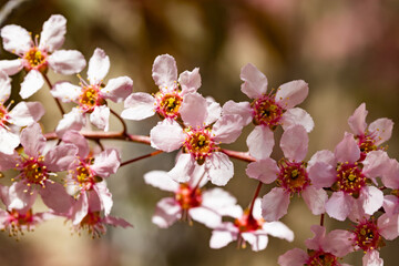 Flowers of bird cherry in park at spring.