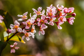 Obraz premium Flowers of bird cherry in park at spring.