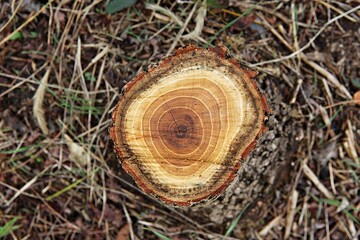한국 인천시  남동구  소래습지생태공원 입니다