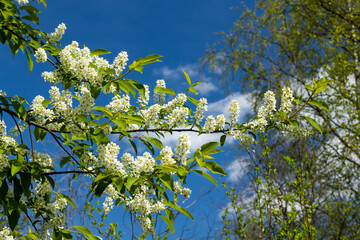 Beautiful white flowers of blooming bird cherry in spring.
