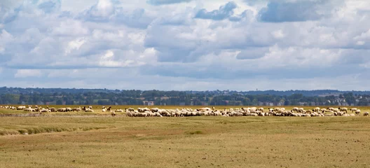 Fototapeten Weidende Schafe auf der Wiese © Evi
