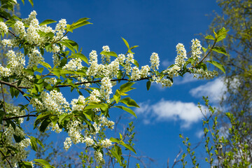 Beautiful white flowers of blooming bird cherry in spring.