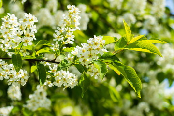 Obraz premium Beautiful white flowers of blooming bird cherry in spring.