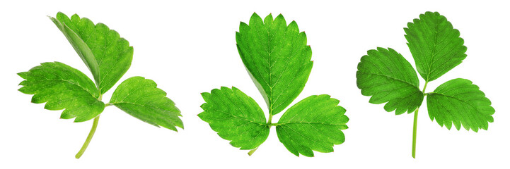 Obraz premium Set of green strawberry leaves on white background. Banner design
