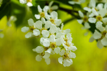 Beautiful white flowers of blooming bird cherry in spring.