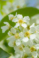 Beautiful white flowers of blooming bird cherry in spring.