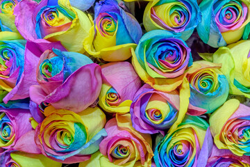 Flower background of rose buds. Colorful. Design. Close up.