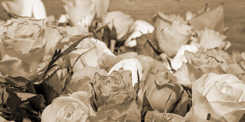 Background of beautiful flowers. Сlose up. Sepia. Panorama.